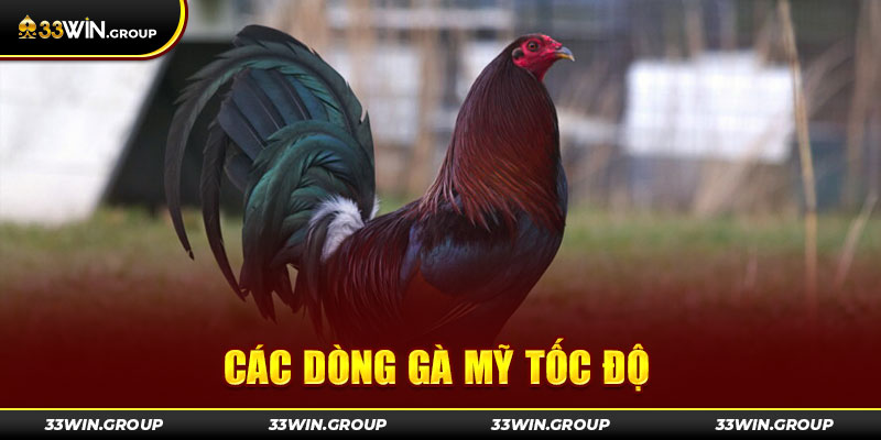 Tong-hop-cac-dong-ga-my-toc-do