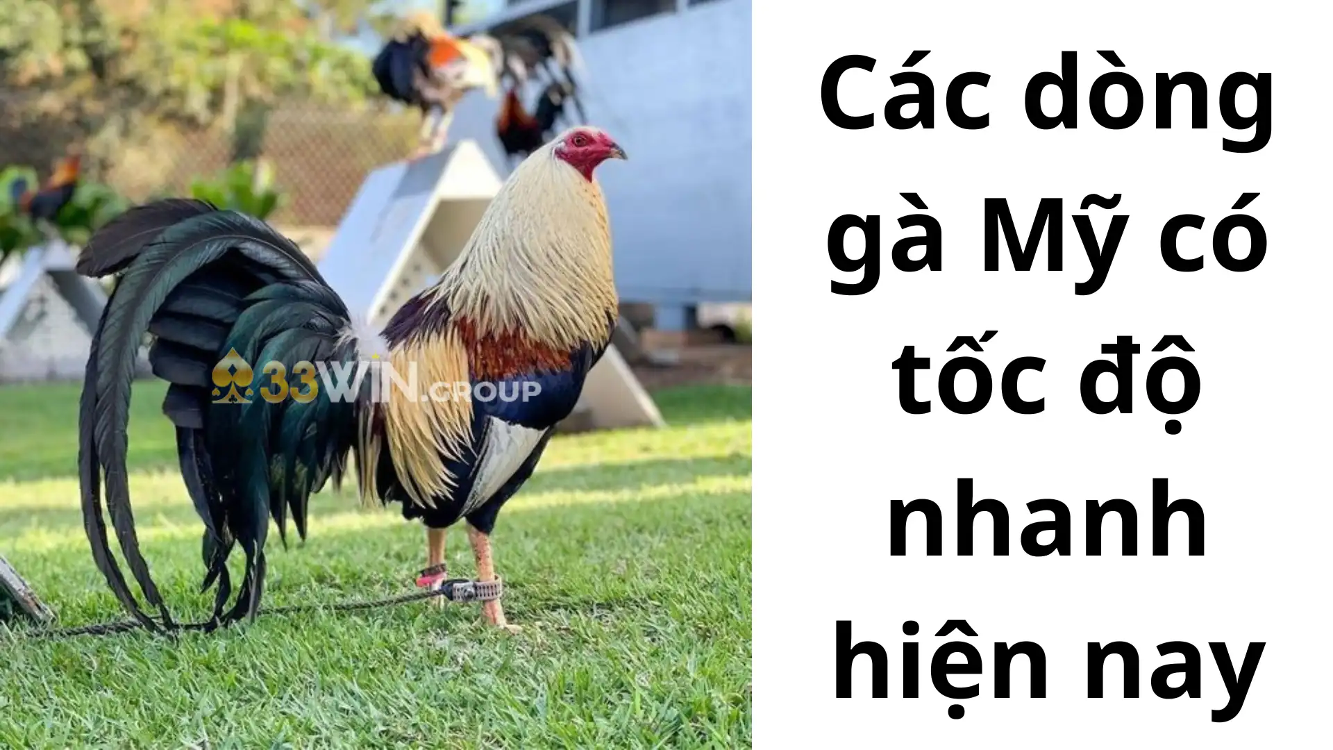 Các dòng gà Mỹ có tốc độ nhanh hiện nay