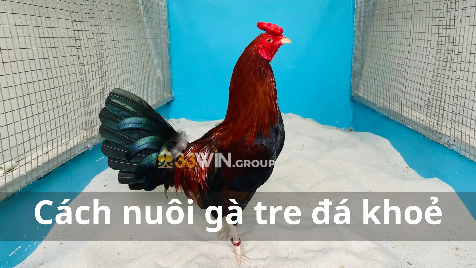 Cách nuôi gà tre đá khoẻ