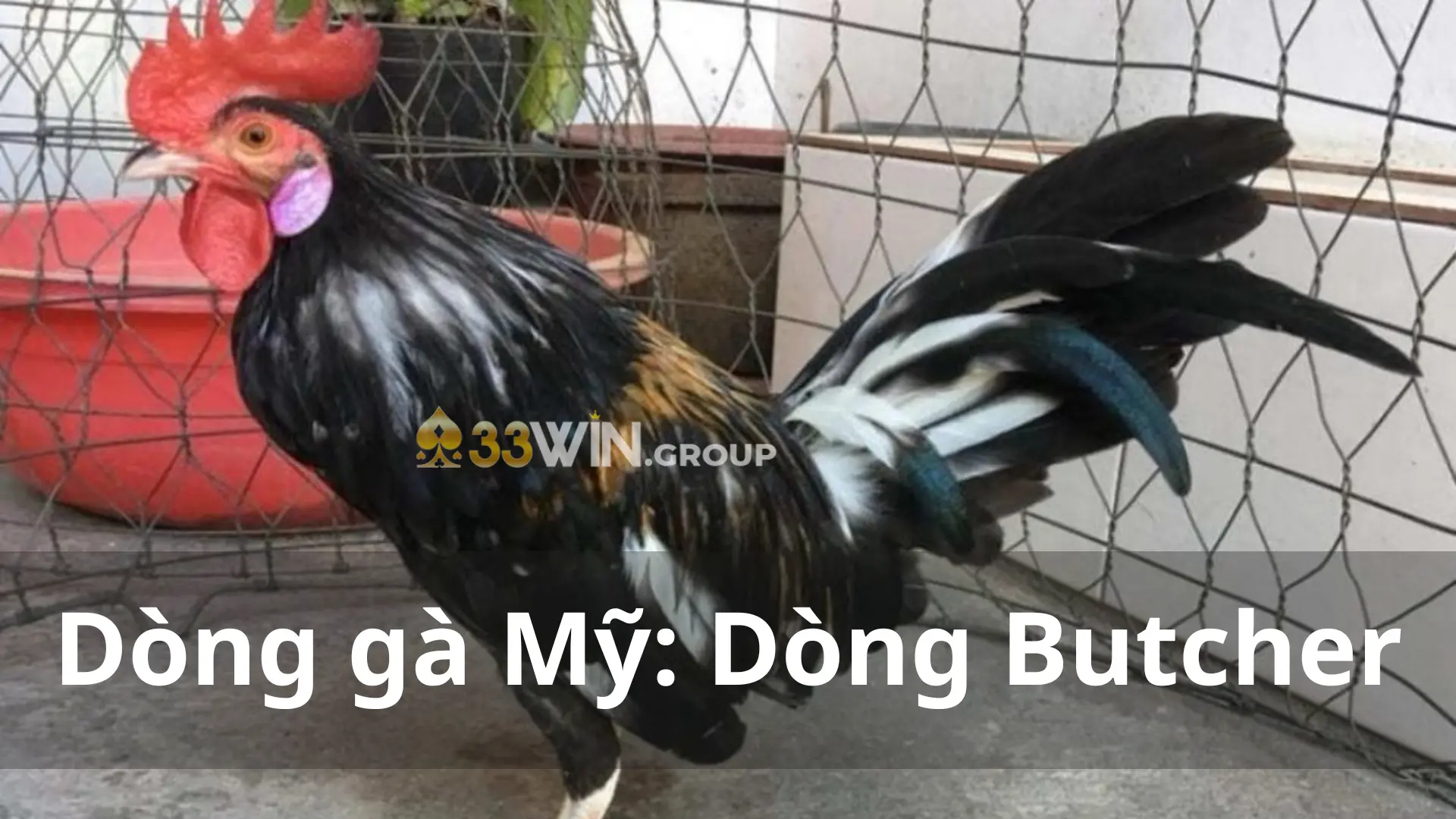 Dòng gà Mỹ Dòng Butcher