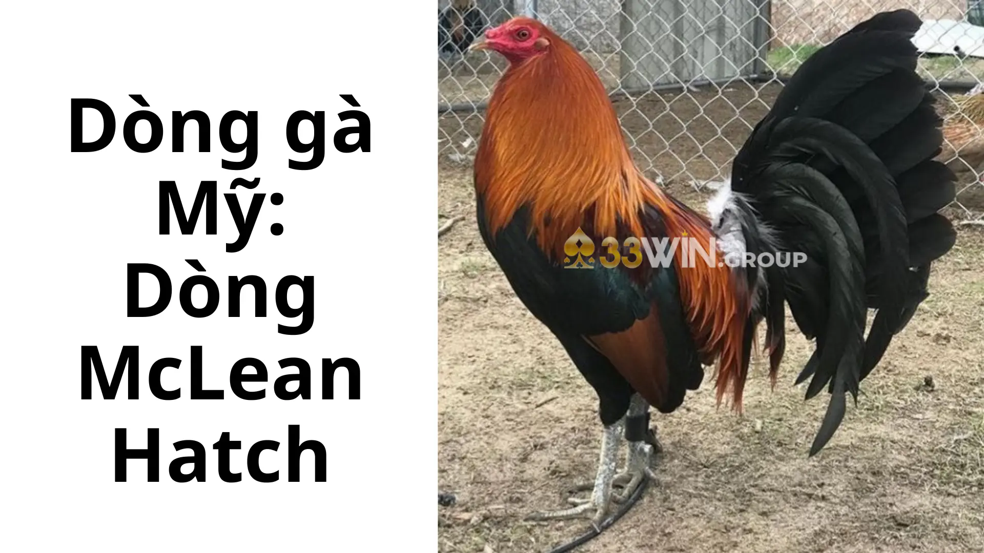 Dòng gà Mỹ Dòng McLean Hatch