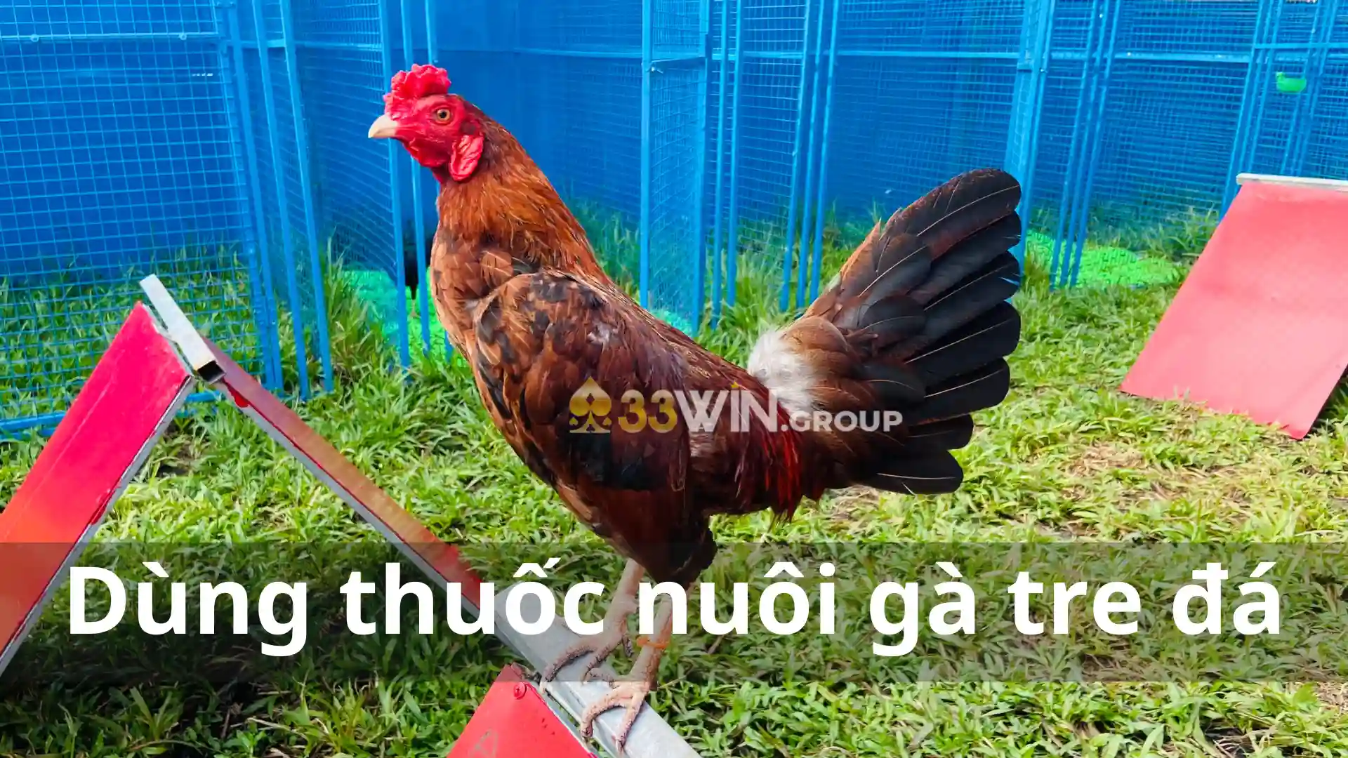 Dùng thuốc nuôi gà tre đá