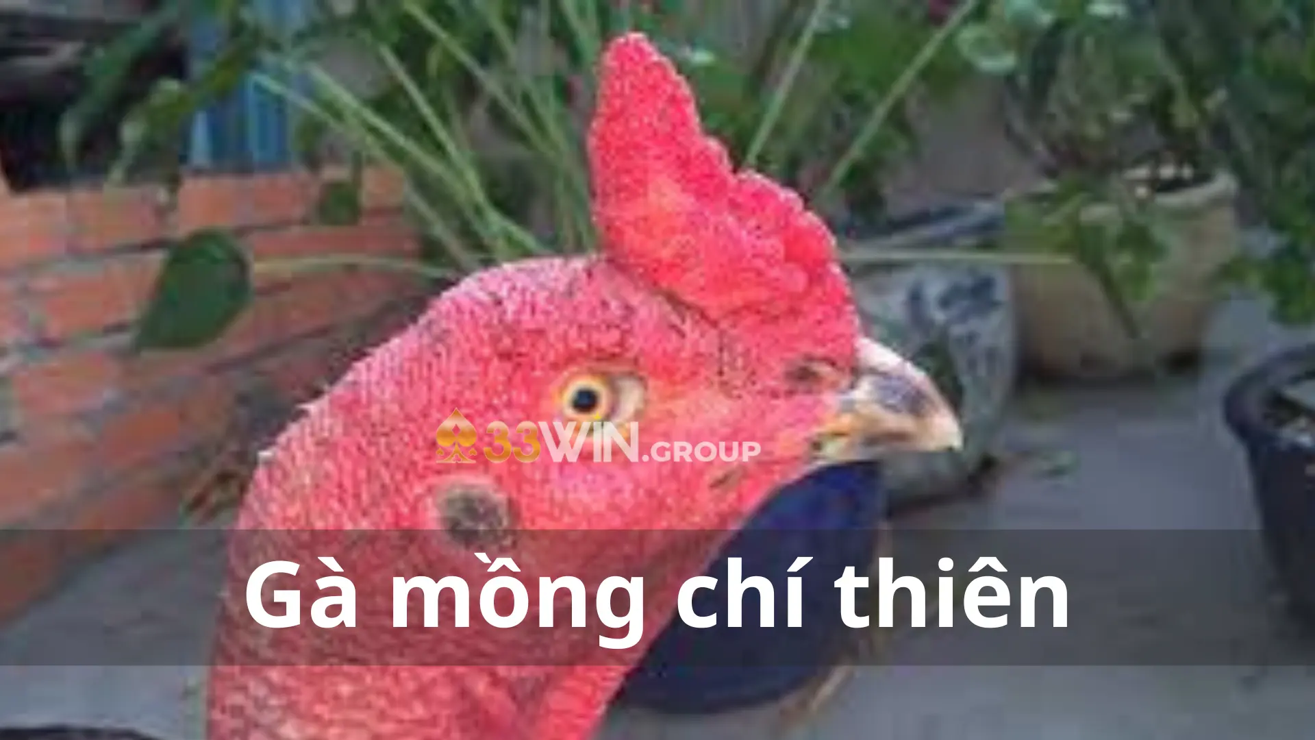 Gà mồng chỉ thiên