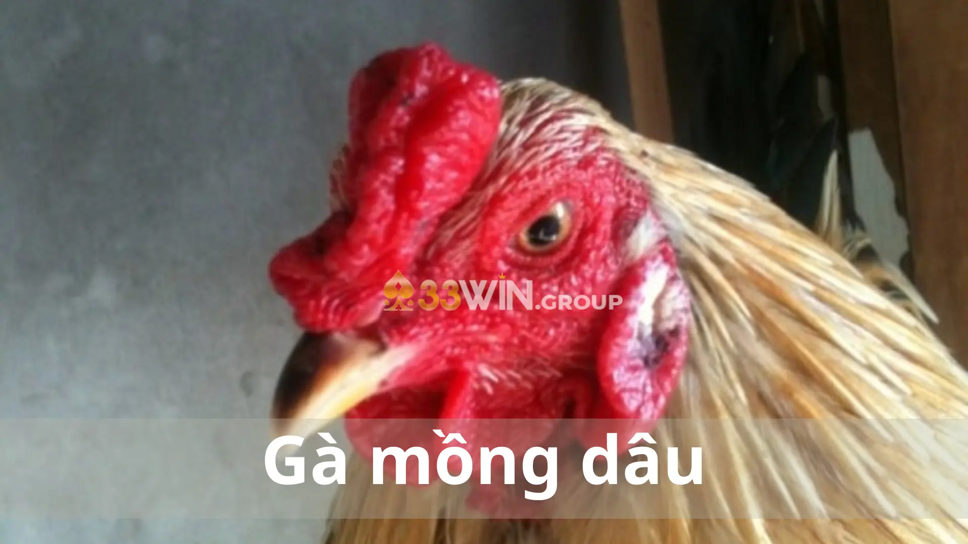 Gà mồng dâu