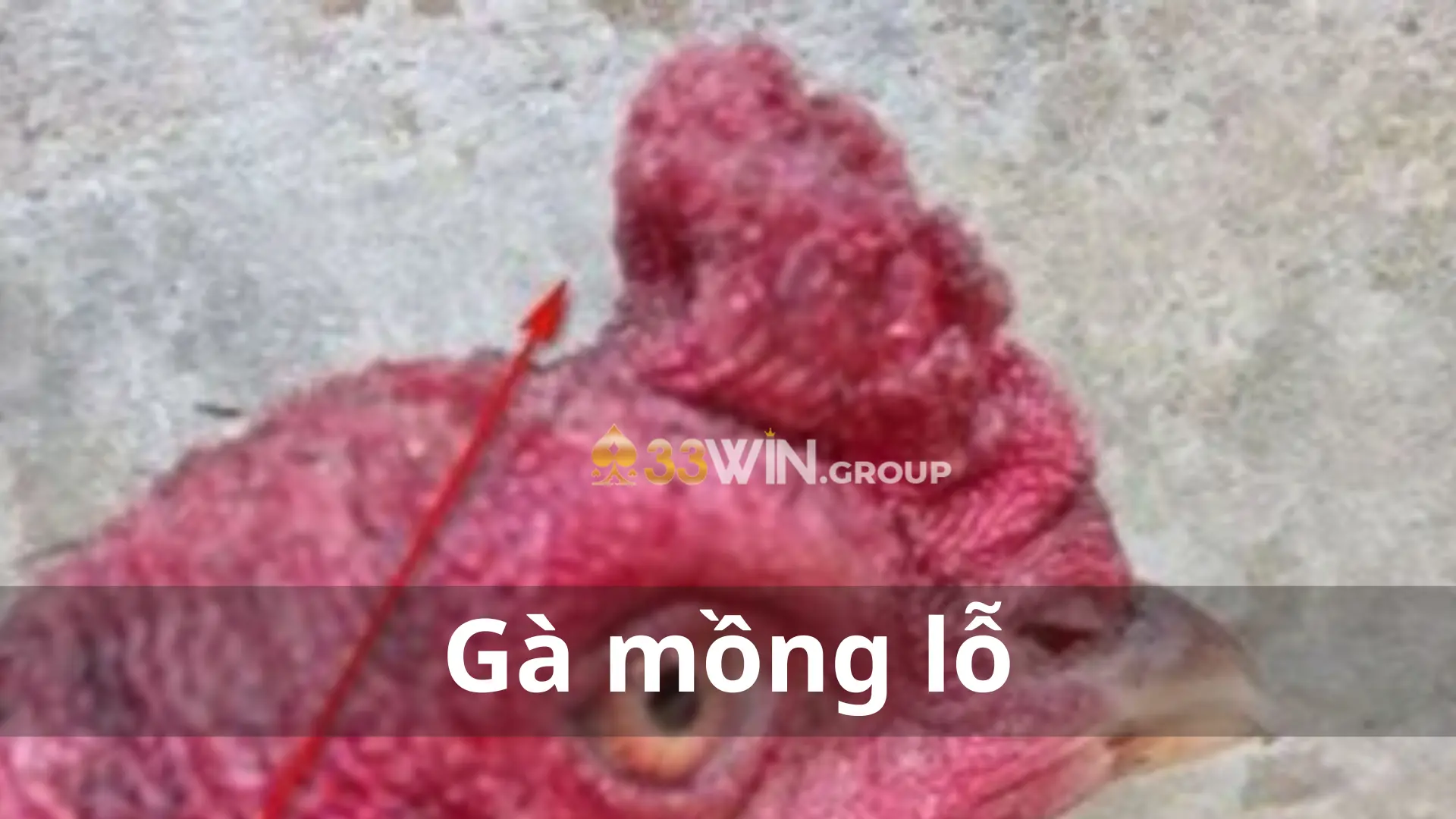 Gà mồng lỗ