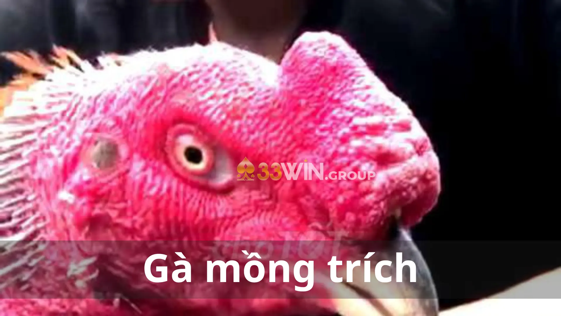 Gà mồng trích