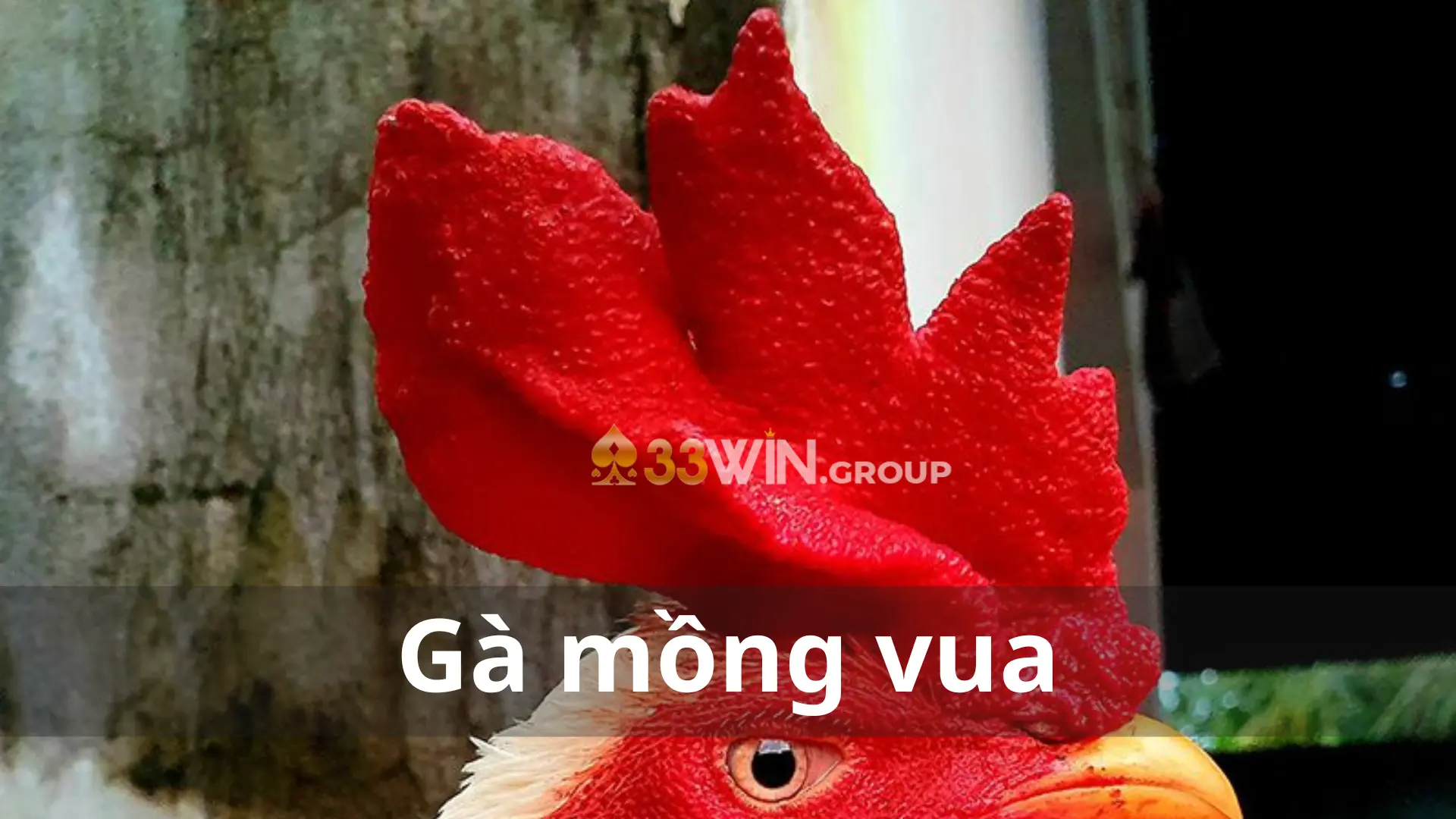 Gà mồng vua