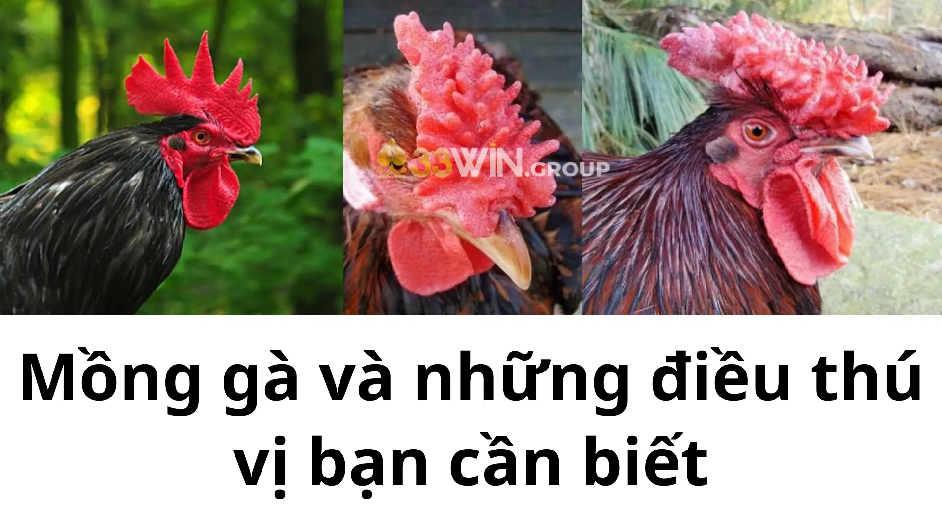 Mồng gà và những điều thú vị bạn cần biết