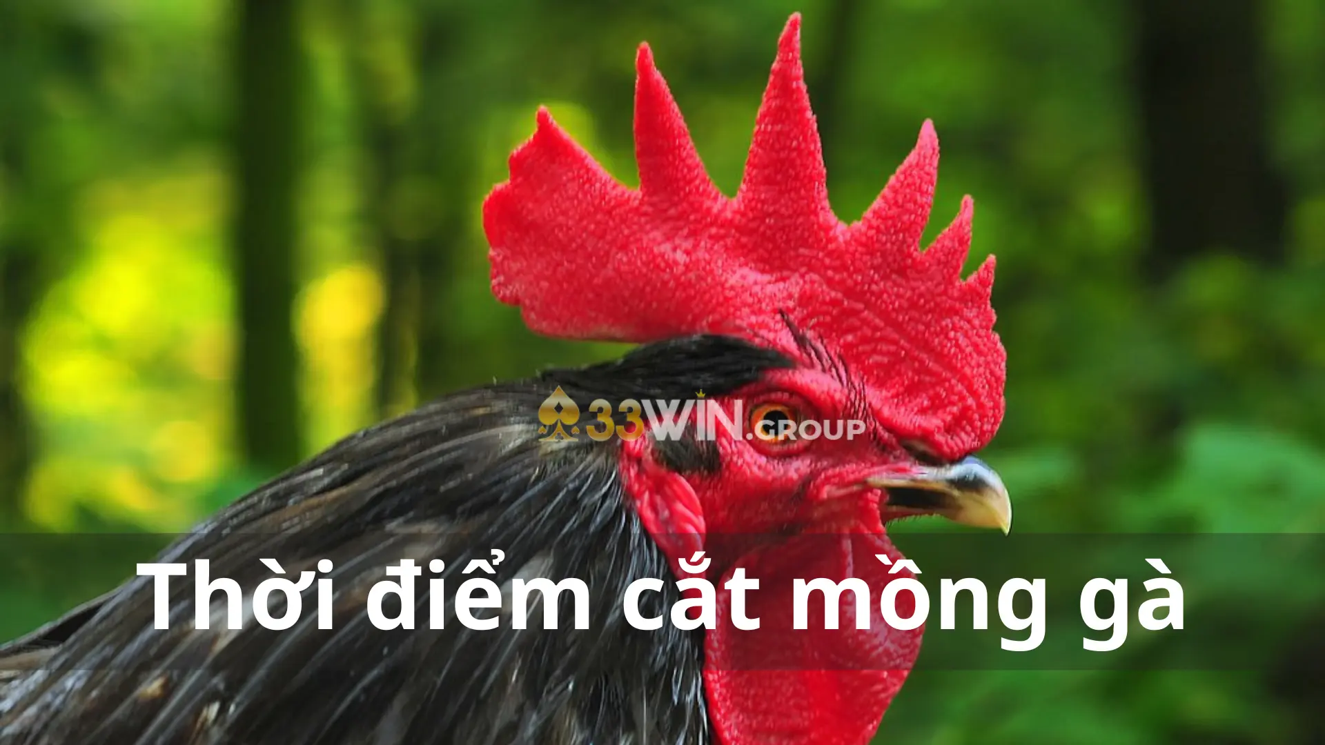 Thời điểm cắt mồng gà