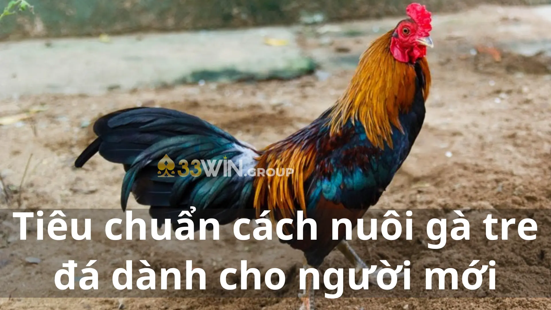 Tiêu chuẩn cách nuôi gà tre đá dành cho người mới