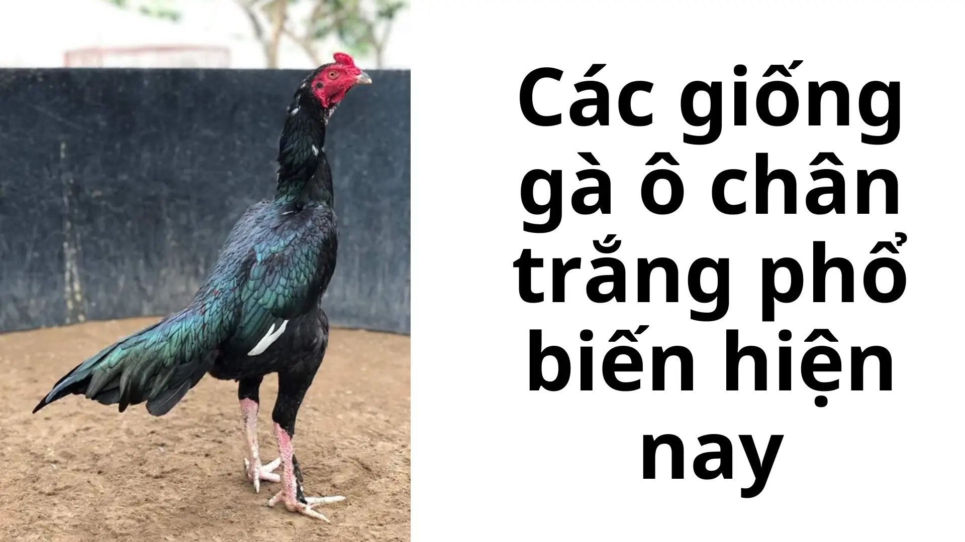 Các giống gà ô chân trắng phổ biến hiện nay