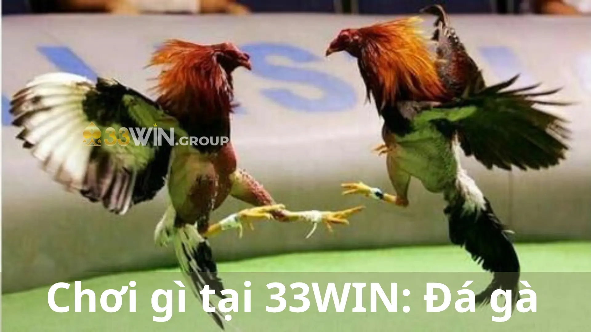 Chơi gì tại 33WIN Đá gà