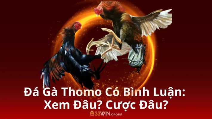 Đá Gà Thomo Có Bình Luận Xem Đâu Cược Đâu