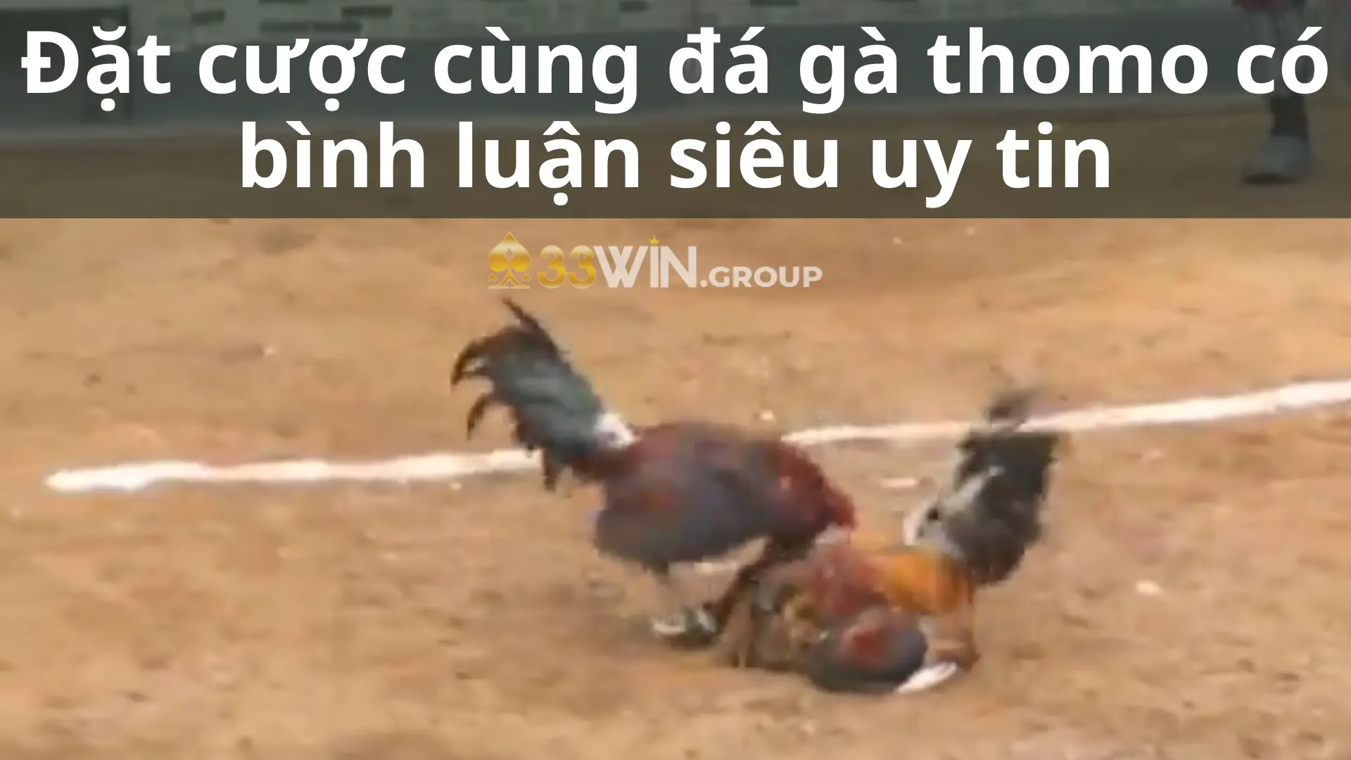 Đặt cược cùng đá gà thomo có bình luận siêu uy tin