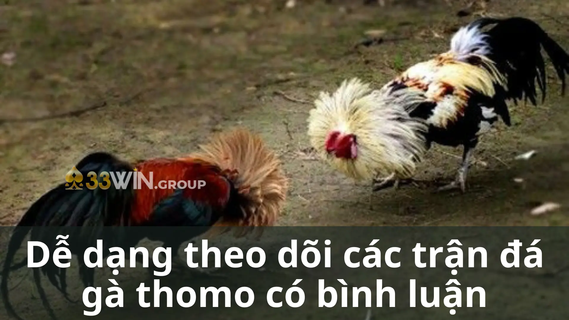 Dễ dạng theo dõi các trận đá gà thomo có bình luận