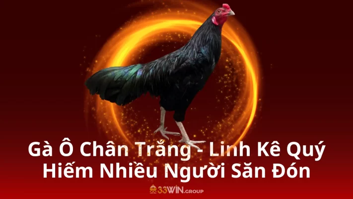 Gà Ô Chân Trắng - Linh Kê Quý Hiếm Nhiều Người Săn Đón