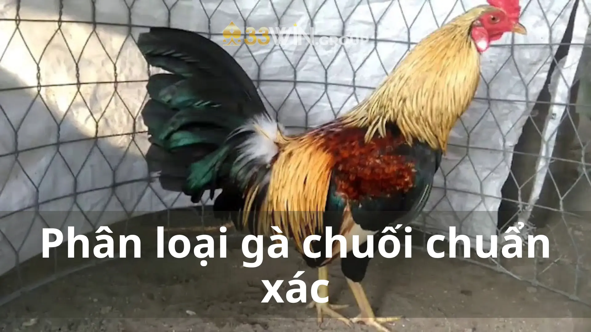 Phân loại gà chuối chuẩn xác