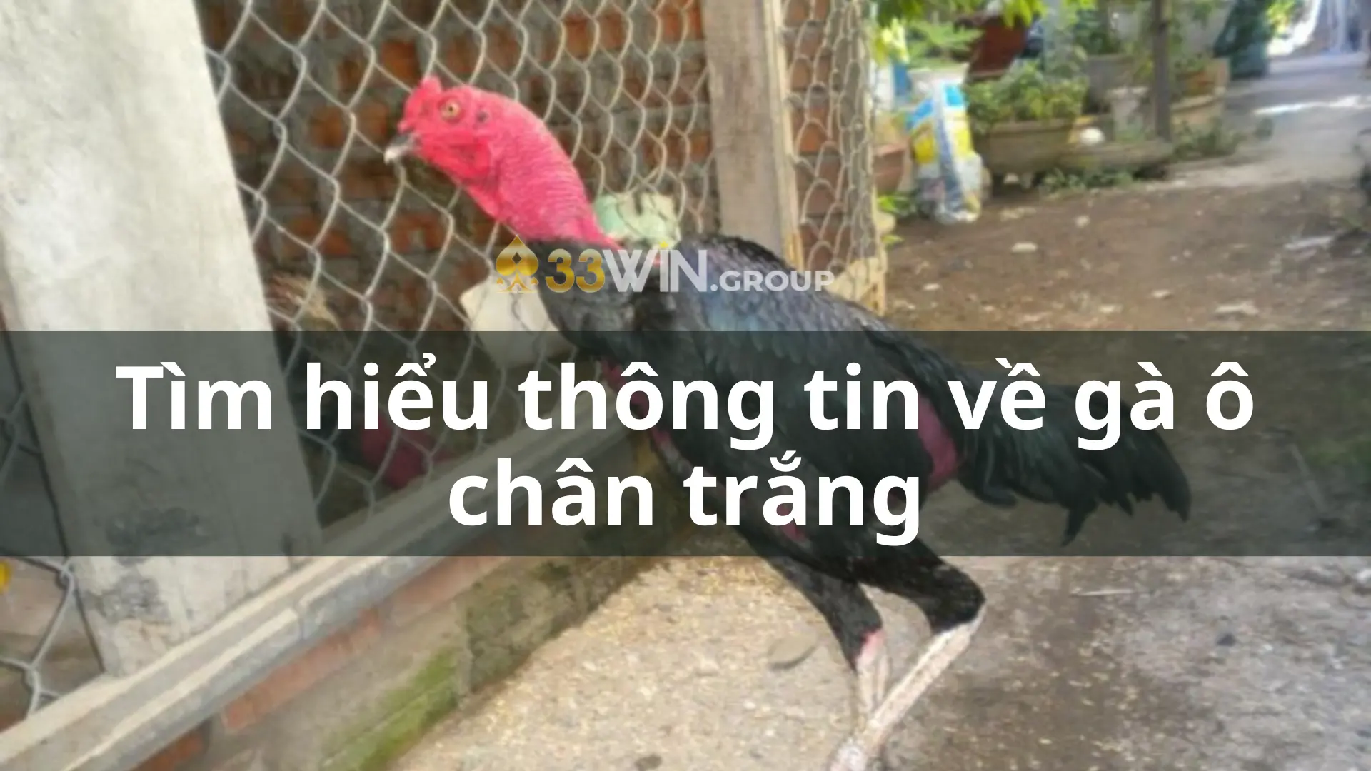 Tìm hiểu thông tin về gà ô chân trắng