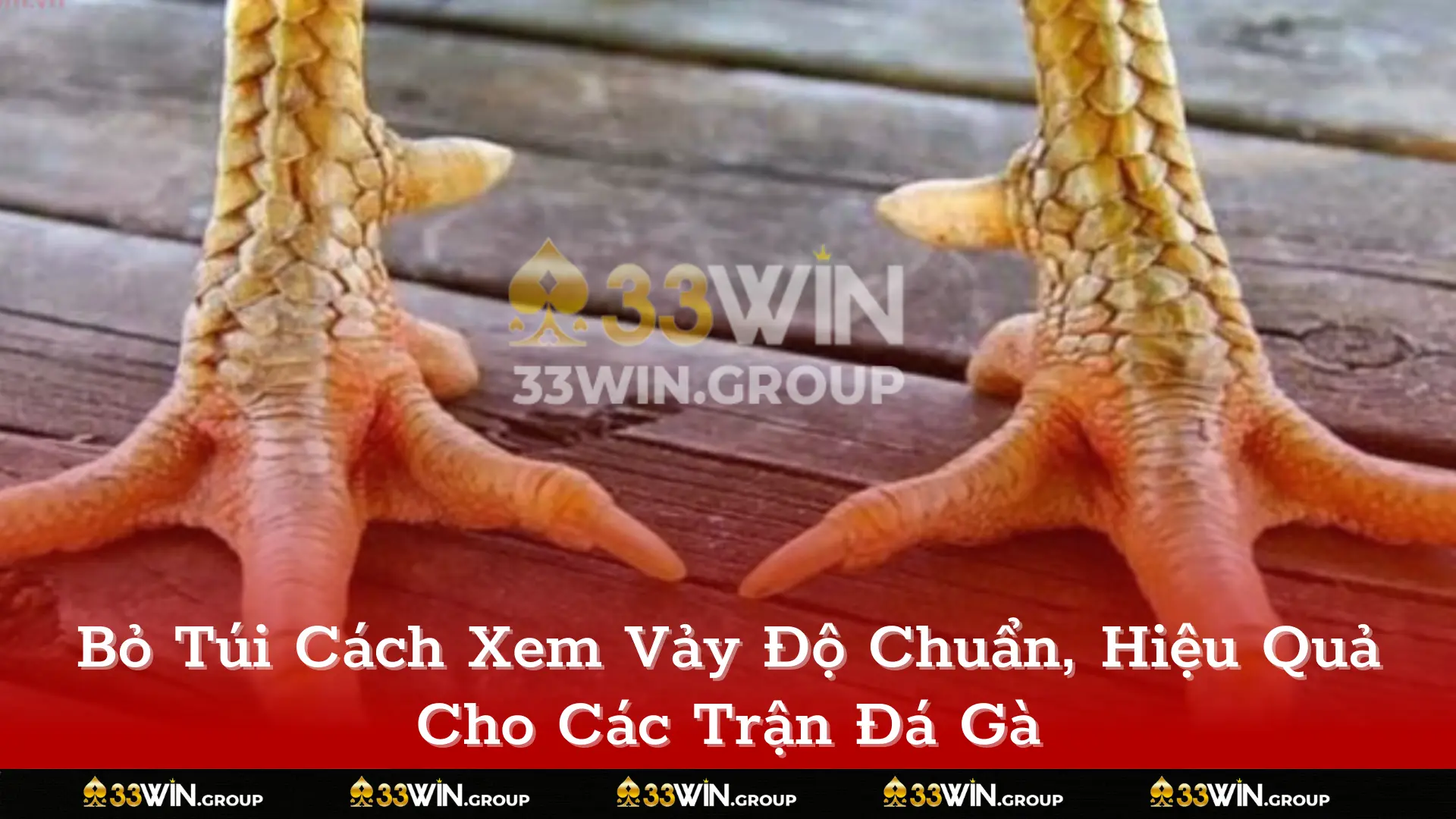 Bỏ Túi Cách Xem Vảy Độ Chuẩn, Hiệu Quả Cho Các Trận Đá Gà