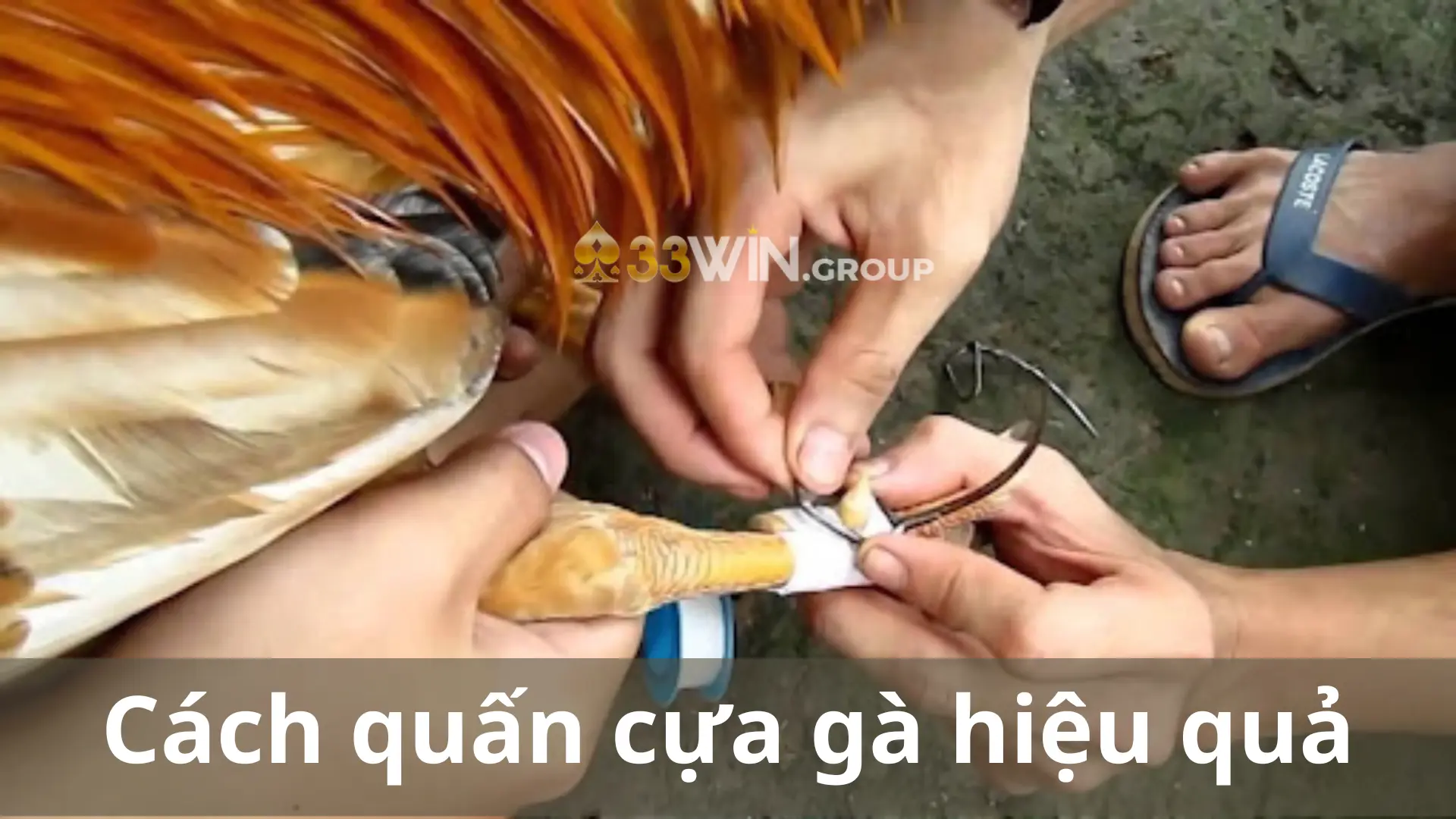 Cách quấn cựa gà chọi hiệu quả