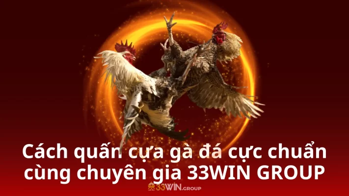 Cách quấn cựa gà đá cực chuẩn cùng chuyên gia 33WIN GROUP