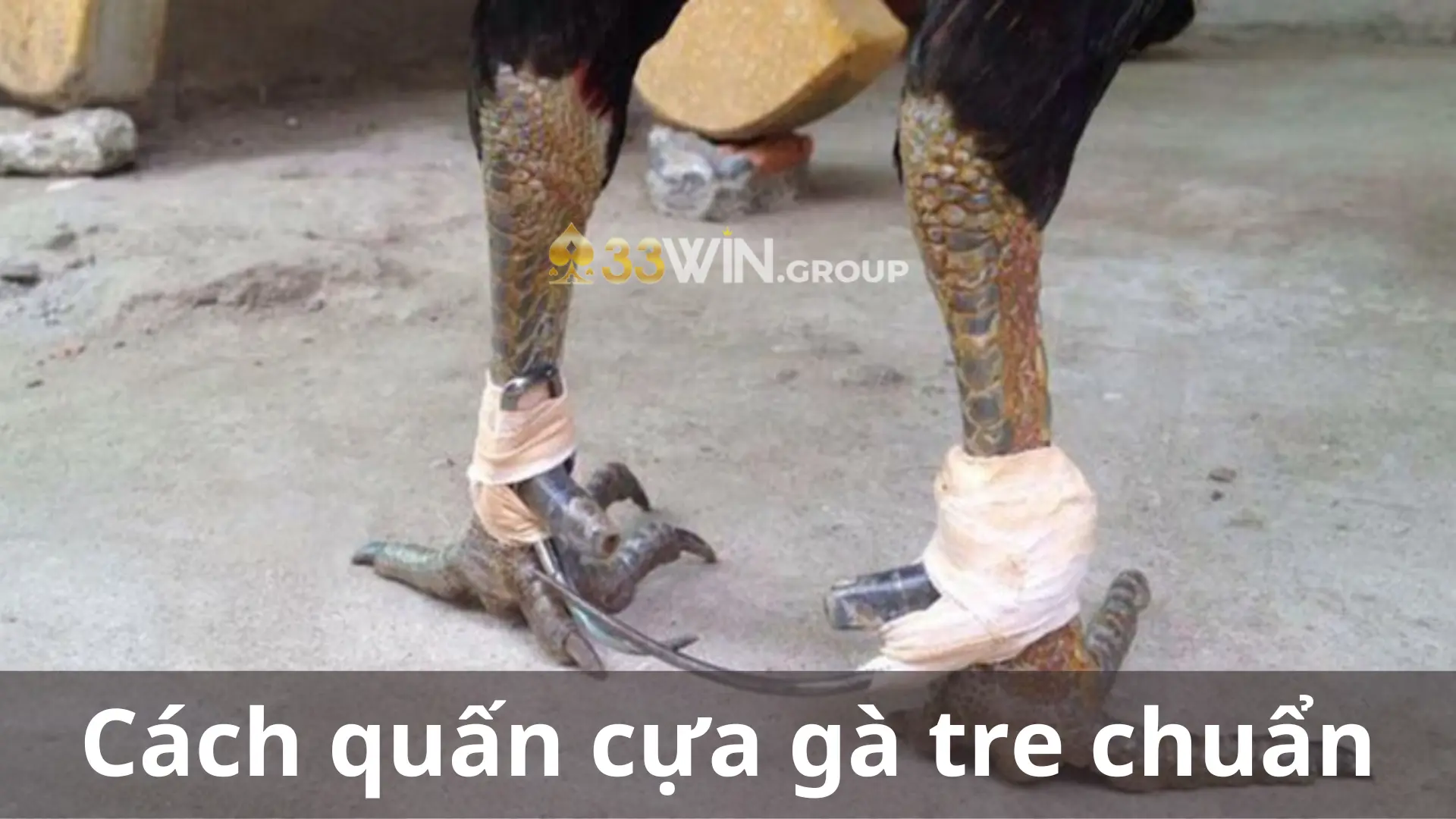 Cách quấn cựa gà tre chuẩn xác