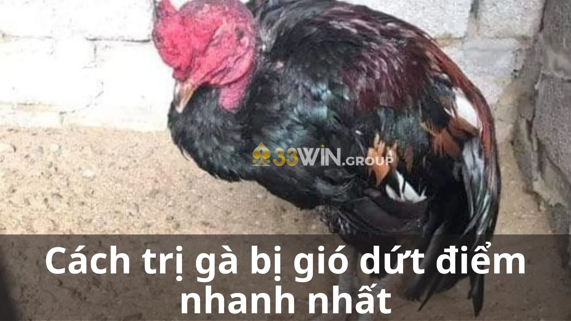 Cách trị gà bị gió dứt điểm nhanh nhất