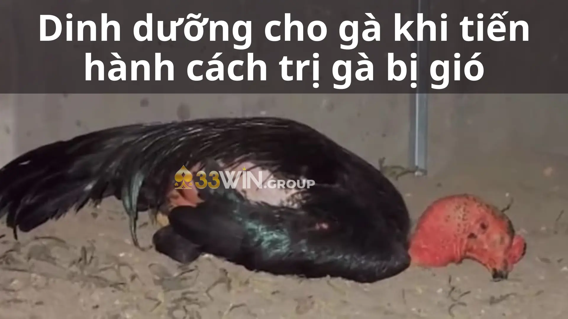 Dinh dưỡng cho gà khi tiến hành cách trị gà bị gió