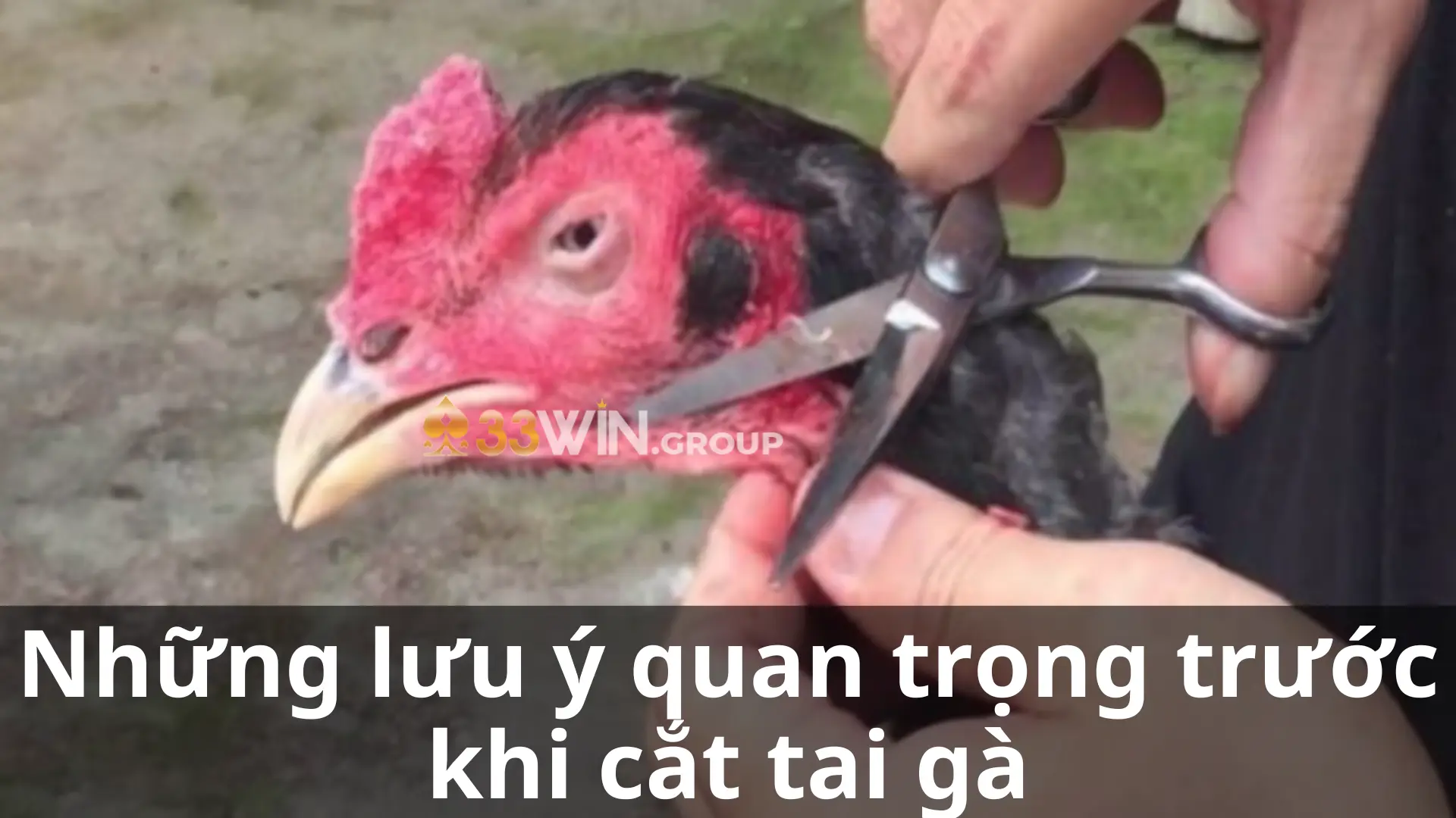 Những lưu ý quan trọng trước khi cắt tai gà