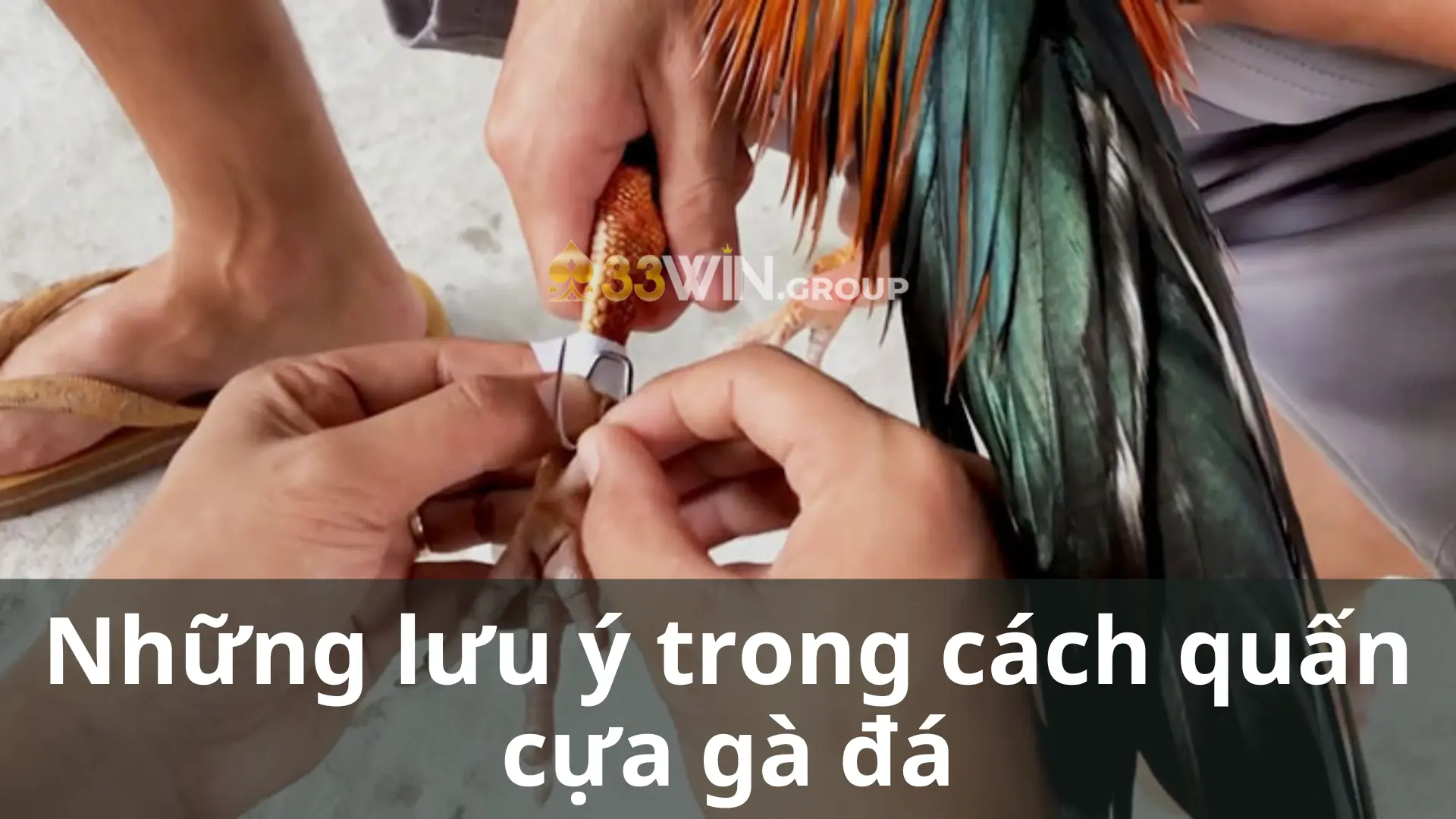 Những lưu ý trong cách quấn cựa gà đá