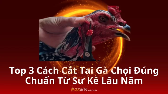 Top 3 Cách Cắt Tai Gà Chọi Đúng Chuẩn Từ Sư Kê Lâu Năm