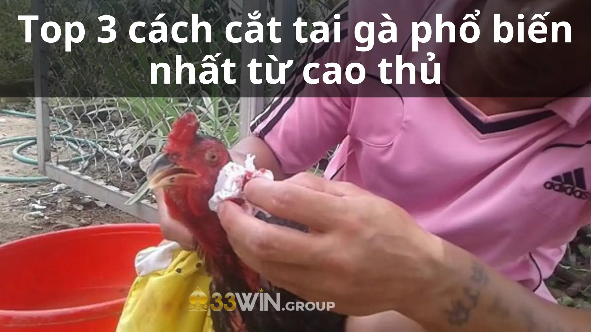 Top 3 cách cắt tai gà phổ biến nhất từ cao thủ